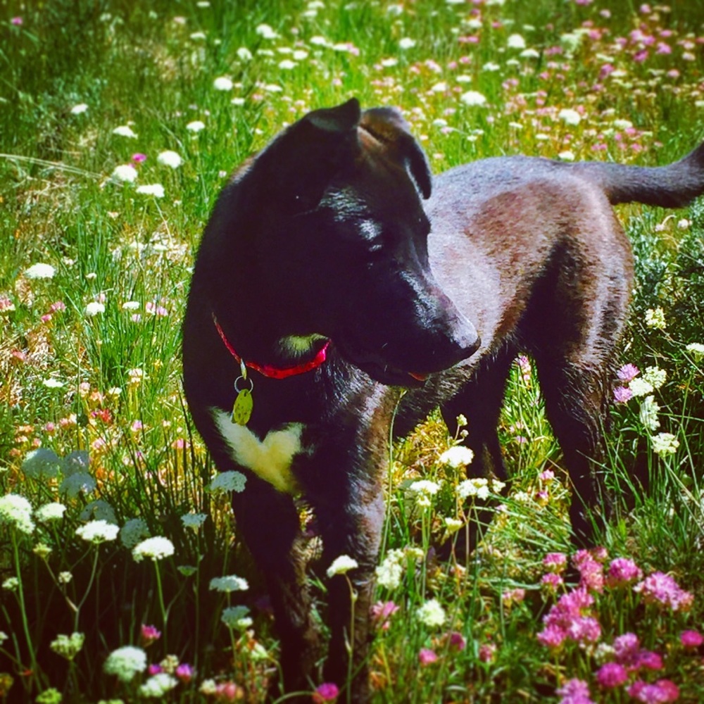 Meet your Posh Ambassador